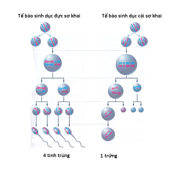 Hóa ra đây là lý do vì sao thuốc tránh thai cho nam giới mãi chẳng xuất hiện - Ảnh 2.