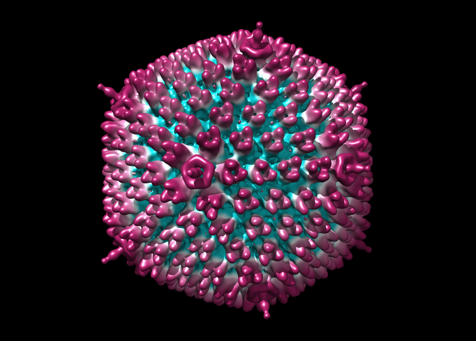 Ковид это вирус. Вирус аденовирус. Герпес вирус аденовирус. Аденовирус под микроскопом. Аденовирус гемагглютинин.