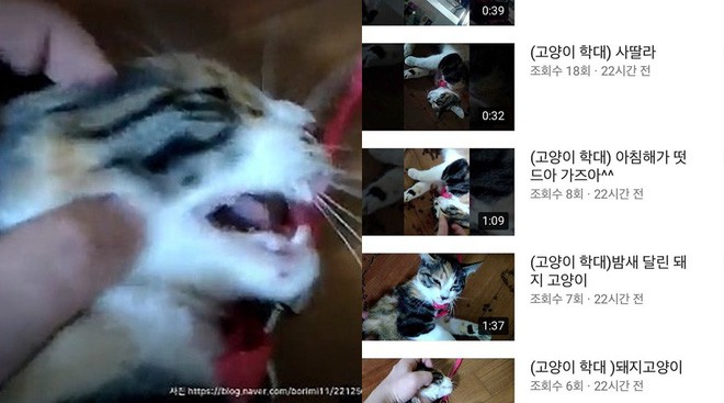 Netizen Hàn Quốc phẫn nộ trước video hành hạ mèo dã man do một người đàn ông nước này đăng tải trên Youtube - Ảnh 2.