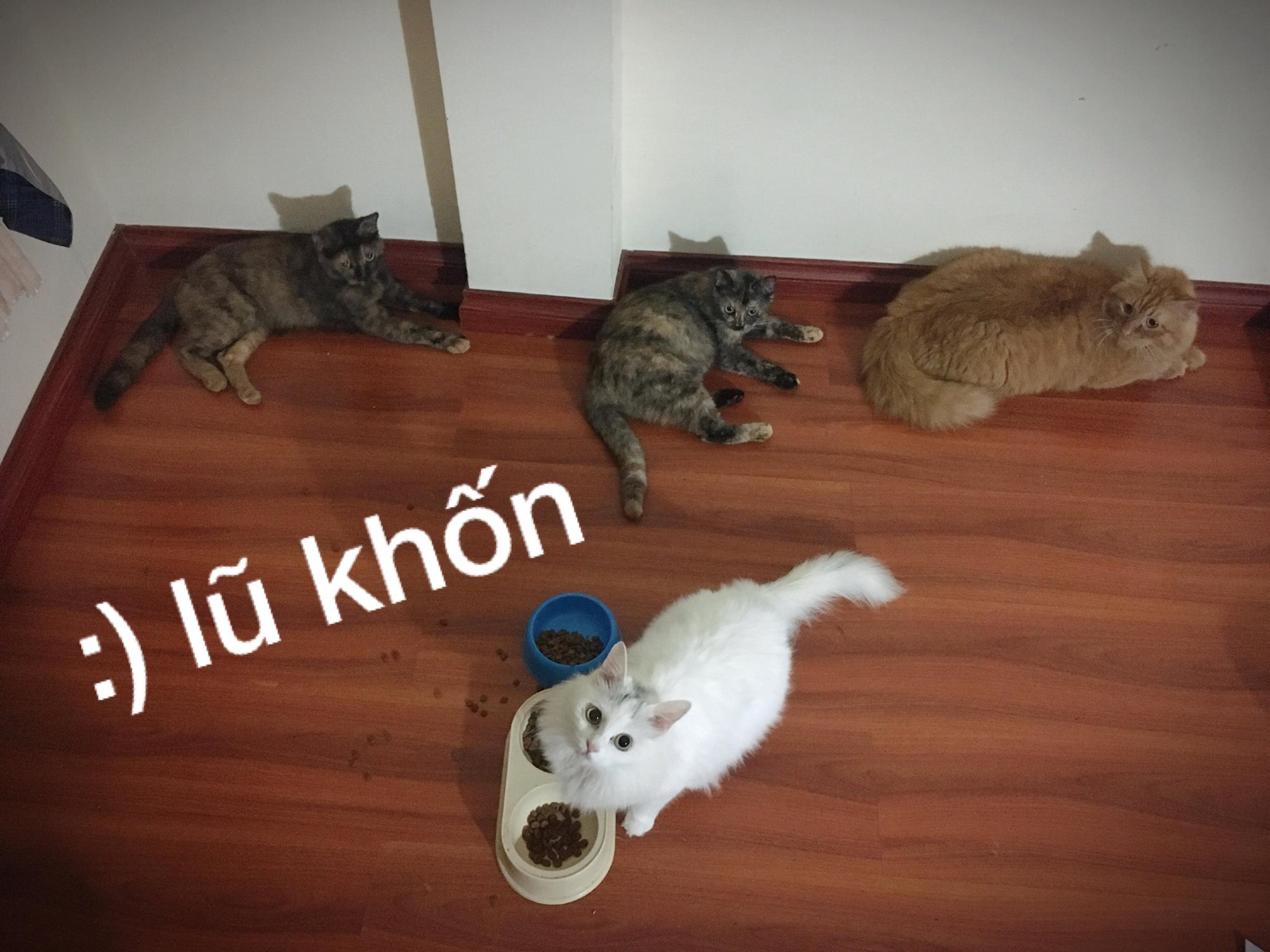 3071621313320805536036875448486544090333184o-15238818109411059108811.jpg