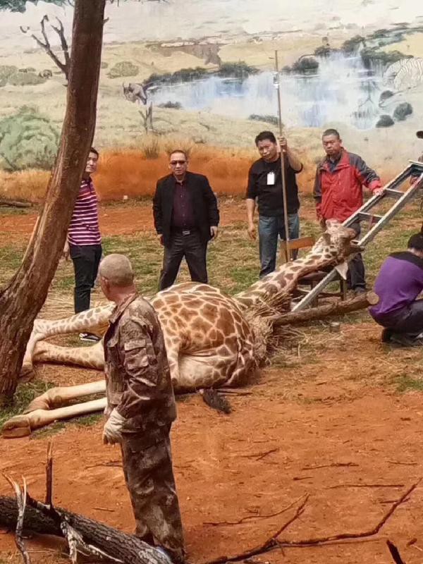 Giraffe dies from severe trauma after being pinned to tree trunk while scratching an itch - Photo 2.
