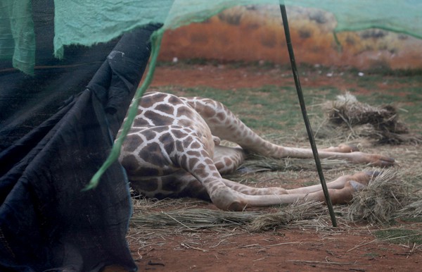 Giraffe died from severe trauma after being pinned to a tree trunk while scratching an itch - Photo 3.
