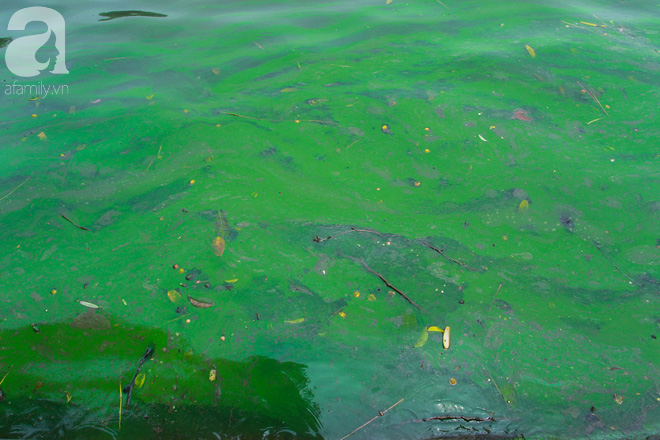 Sáng 17/4 nước Hồ Gươm bỗng xanh bất thường, phát hiện có tảo độc - Ảnh 3.