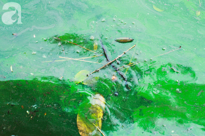 Sáng 17/4 nước Hồ Gươm bỗng xanh bất thường, phát hiện có tảo độc - Ảnh 4.
