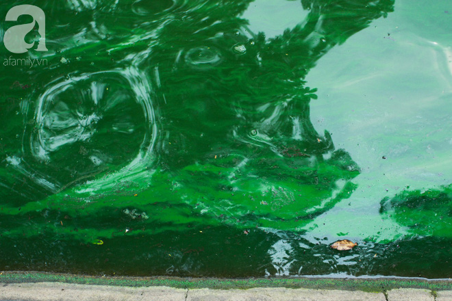 Sáng 17/4 nước Hồ Gươm bỗng xanh bất thường, phát hiện có tảo độc - Ảnh 5.