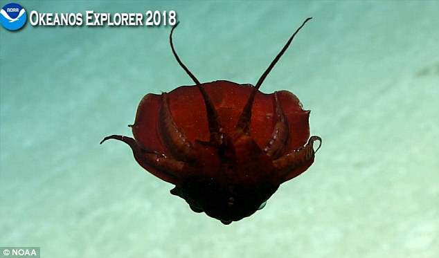 Qu&aacute;i vật g&agrave; kh&ocirc;ng đầu, mực c&agrave; rồng... l&agrave; những qu&aacute;i vật mới được ph&aacute;t hiện ở vịnh Mexico - Ảnh 1.