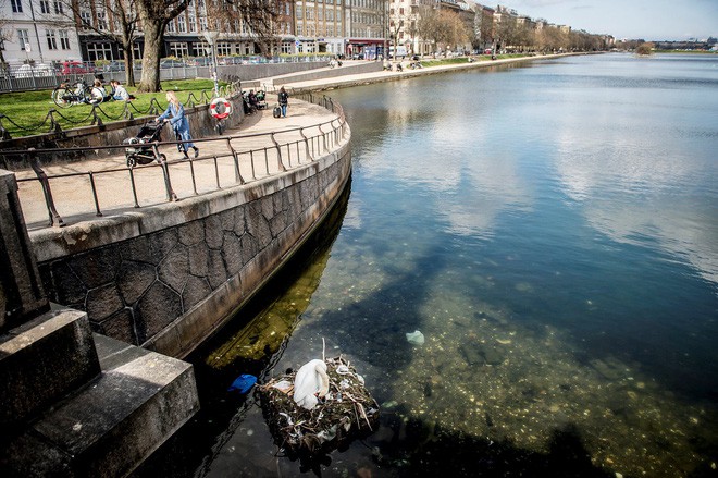 Hình ảnh gây sốc: Thiên nga đẻ trứng trong chiếc ổ làm bằng rác ở Copenhagen, Đan Mạch - Ảnh 4.