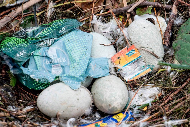 Hình ảnh gây sốc: Thiên nga đẻ trứng trong chiếc ổ làm bằng rác ở Copenhagen, Đan Mạch - Ảnh 5.