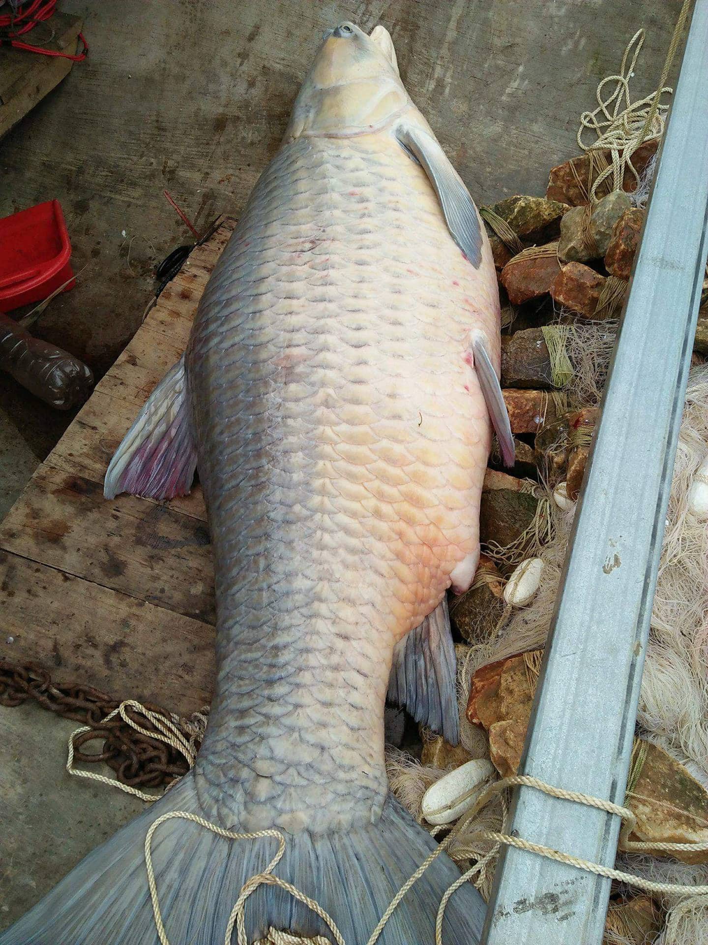 Yên Bái: Ngư dân may mắn bắt được cá trắm khổng lồ nặng 61kg ở hồ Thác Bạc - Ảnh 3. Yên Bái: Ngư dân may mắn bắt được cá trắm khổng lồ nặng 61kg ở hồ Thác Bạc - Ảnh 3.