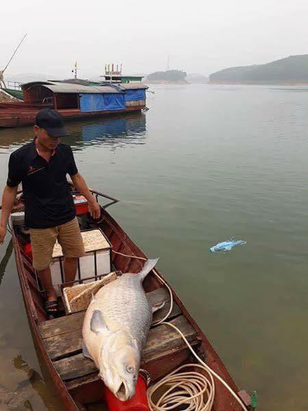 Yên Bái: Ngư dân bắt được cá trắm khổng lồ nặng 61kg ở hồ Thác Bà - Ảnh 2.