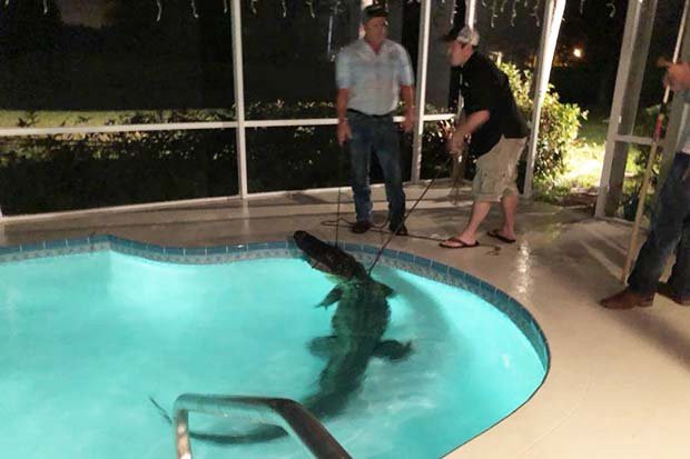 Giật m&igrave;nh tỉnh giấc trước tiếng động lạ, gia đ&igrave;nh kinh h&atilde;i ph&aacute;t hiện thứ n&agrave;y trong bể bơi - Ảnh 2.