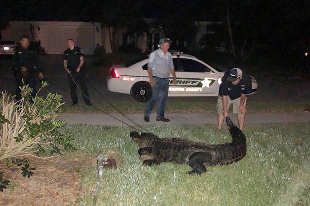 Giật m&igrave;nh tỉnh giấc trước tiếng động lạ, gia đ&igrave;nh kinh h&atilde;i ph&aacute;t hiện thứ n&agrave;y trong bể bơi - Ảnh 4.