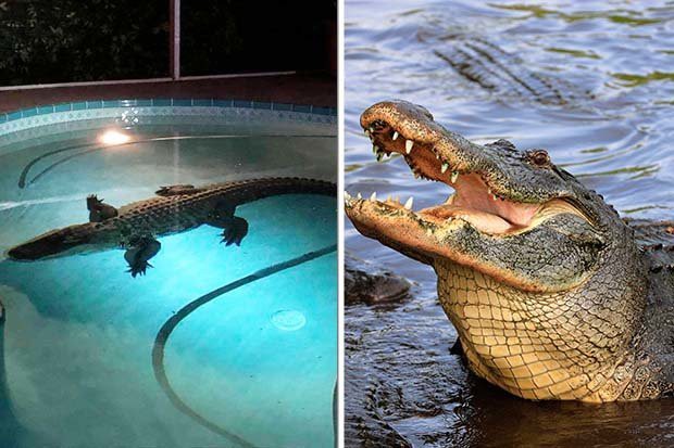 Giật m&igrave;nh tỉnh giấc trước tiếng động lạ, gia đ&igrave;nh kinh h&atilde;i ph&aacute;t hiện thứ n&agrave;y trong bể bơi - Ảnh 1.