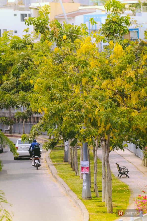 Chùm ảnh: Hoa Osaka rực rỡ nhuộm vàng đường phố Sài Gòn trong cái nắng tháng 4 - Ảnh 2.