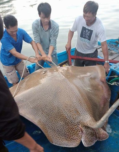 Ngư d&acirc;n B&igrave;nh Thuận c&acirc;u được c&aacute; &oacute; sao khủng hơn 120 kg - Ảnh 1.