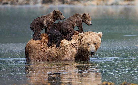 Tình mẫu tử giới động vật: Gấu mẹ đặt 2 đứa con lên bụng, bơi ngửa qua hồ nước lạnh - Ảnh 1.