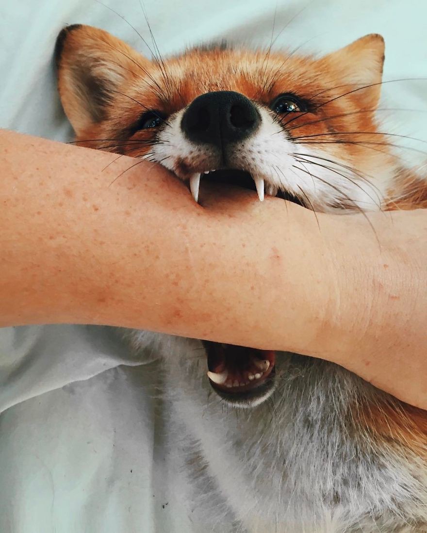 Gặp gỡ Juniper - Con cáo hớn hở nhất thế giới! - Ảnh 18.