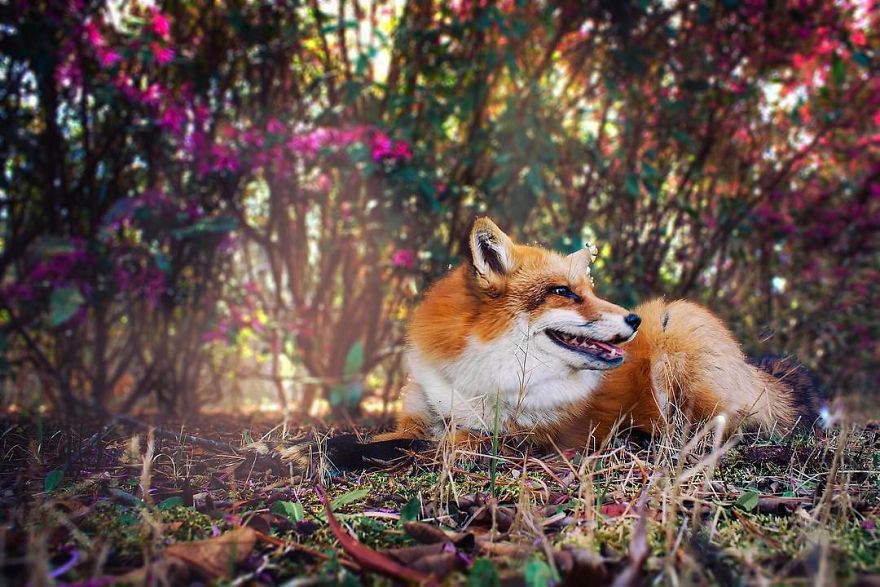 Gặp gỡ Juniper - Con cáo hớn hở nhất thế giới! - Ảnh 4.