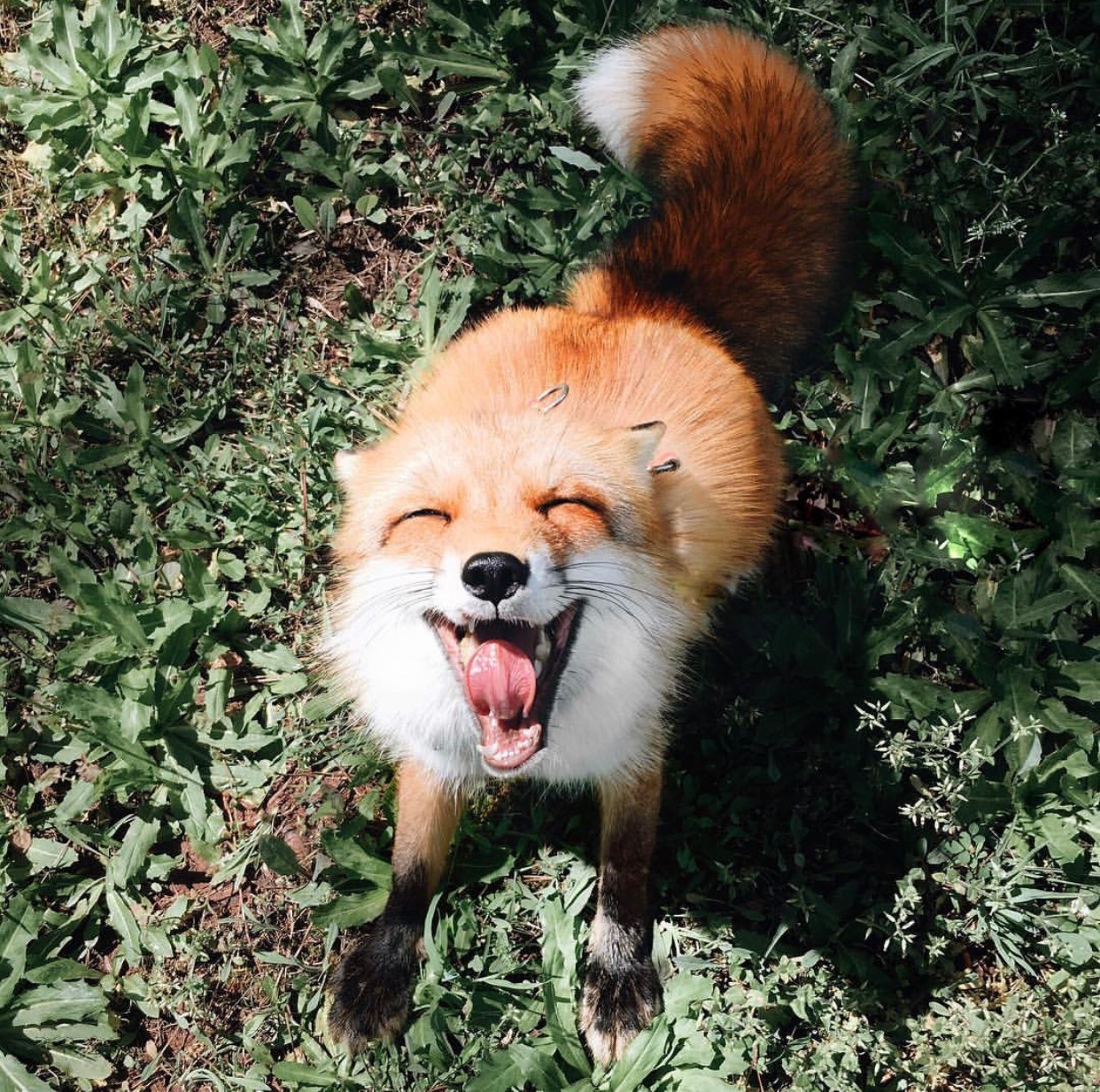 Gặp gỡ Juniper - Con cáo hớn hở nhất thế giới! - Ảnh 1.