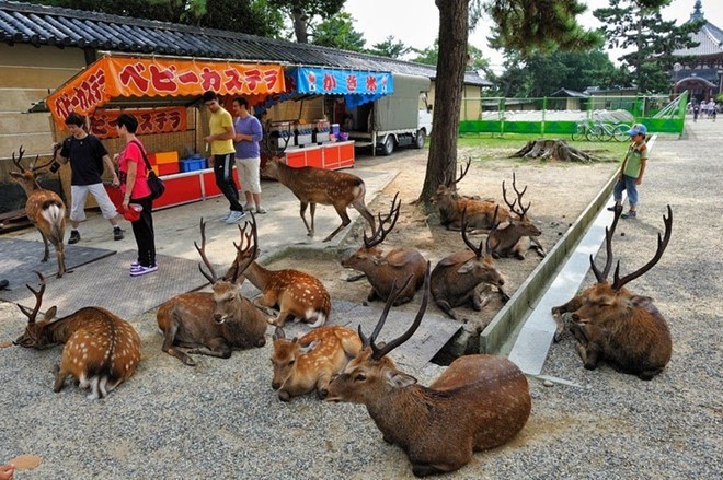 Hơn 200 vụ hươu cắn khách du lịch ở công viên Nhật Bản, chính quyền phải gấp rút ra bản hướng dẫn cho hươu ăn an toàn - Ảnh 1.