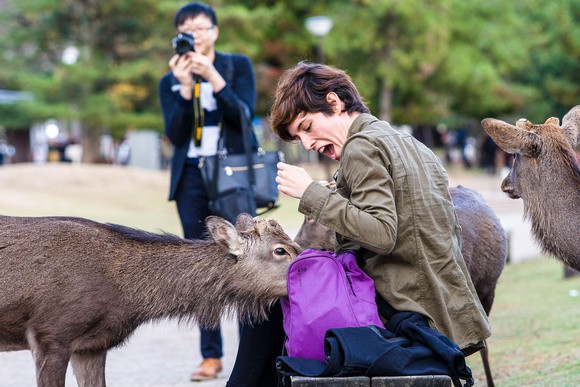 Hơn 200 vụ hươu cắn khách du lịch ở công viên Nhật Bản, chính quyền phải gấp rút ra bản hướng dẫn cho hươu ăn an toàn - Ảnh 6.