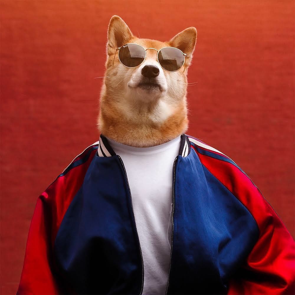 Khi chó mặc áo sơmi chụp ảnh thẻ như người  Báo điện tử An ninh Thủ đô