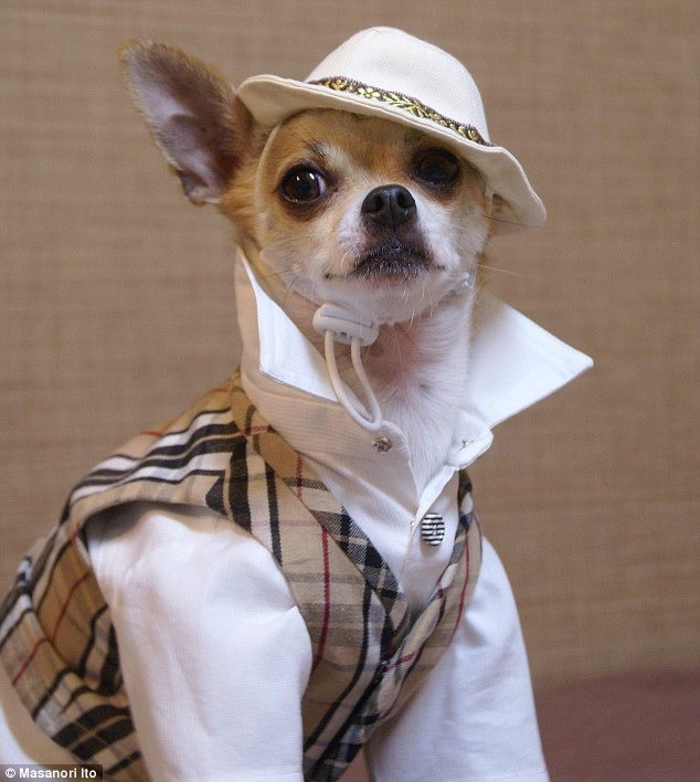 Bộ ba chú chó “fashionista” khiến cư dân mạng trầm trồ khen ngợi vì gu thời trang quá đỉnh - Ảnh 7.