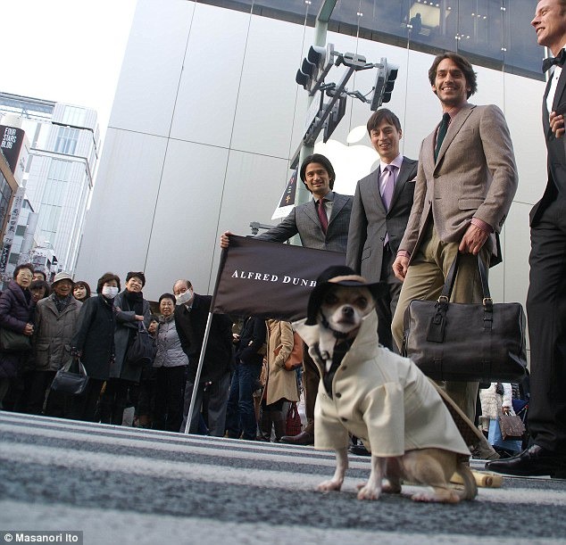 Bộ ba chú chó “fashionista” khiến cư dân mạng trầm trồ khen ngợi vì gu thời trang quá đỉnh - Ảnh 8.