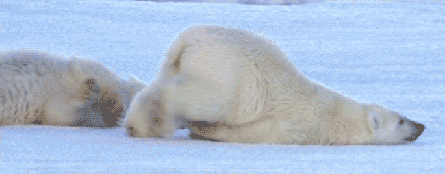 Lông gấu Bắc Cực không phải có màu trắng và 7 sự thật vô cùng thú vị mà bạn chưa từng nghe qua - Ảnh 6.