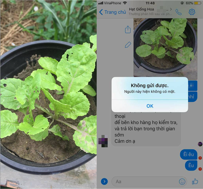 Chuyện th&aacute;nh nhọ: C&ocirc; g&aacute;i mua hạt hoa hồng về trồng lại mọc l&ecirc;n rau cải, vừa inbox ph&agrave;n n&agrave;n đ&atilde; ăn ngay c&uacute; block - Ảnh 1.