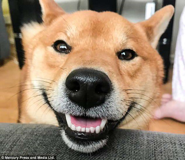 Chú chó làm rung chuyển mạng xã hội với tạo hình cười ngoác miệng vô cùng  hài hước