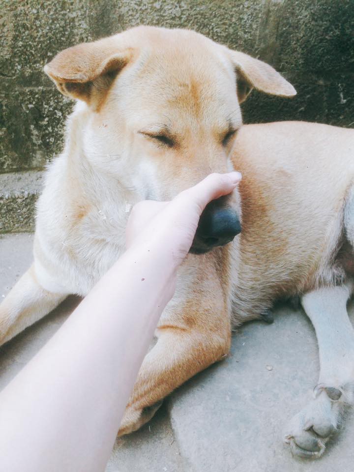 Chùm ảnh: Minh chứng cho thấy chó ta xinh ngoan đáng yêu chẳng thua gì hội chó tây nhập khẩu! - Ảnh 3. Chùm ảnh: Minh chứng cho thấy chó ta xinh ngoan đáng yêu chẳng thua gì hội chó tây nhập khẩu! - Ảnh 3.