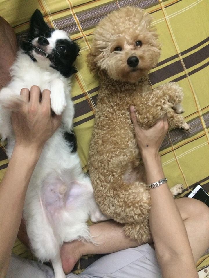 Tấm gương sen dũng cảm: Thanh niên đứng im cho Pitbull cắn để bảo vệ 2 chú chó nhỏ - Ảnh 1. Tấm gương sen dũng cảm: Thanh niên đứng im cho Pitbull cắn để bảo vệ 2 chú chó nhỏ - Ảnh 1.