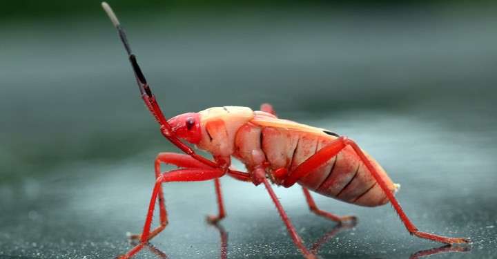 Sâu, gián, mối: những món ăn nghe tên thôi đã phát hoảng nhưng lại là đặc sản ở nhiều nước - Ảnh 5. Sâu, gián, mối: những món ăn nghe tên thôi đã phát hoảng nhưng lại là đặc sản ở nhiều nước - Ảnh 5.