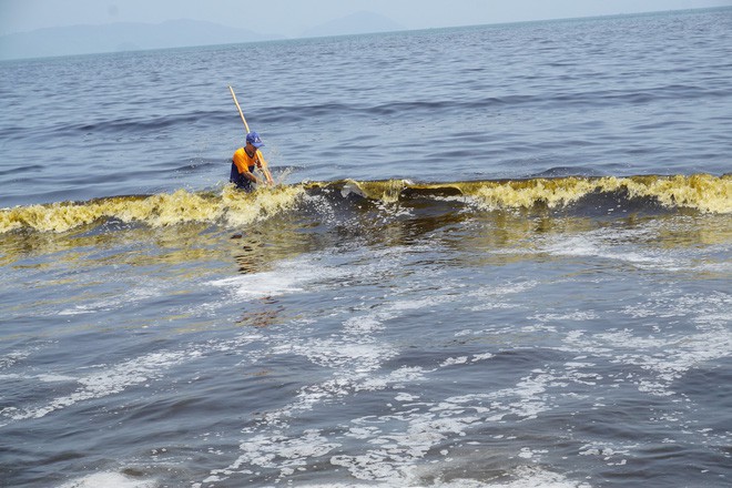 Phát hiện tảo trong nước biển đổi màu bất thường khiến nhiều người xôn xao tại Đà Nẵng - Ảnh 2.
