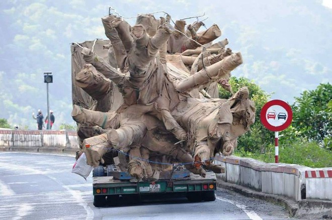 Tài xế vận chuyển 3 cây khổng lồ khai chiêu thức bí mật né hàng chục trạm CSGT - Ảnh 2.