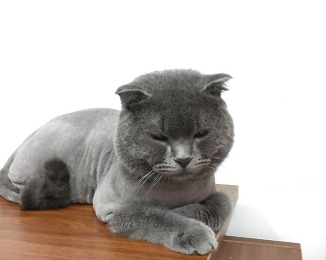 Minh chứng cho thấy làm lông cho lũ mèo không hề dễ dàng trơn tru như ta vẫn tưởng - Ảnh 3.