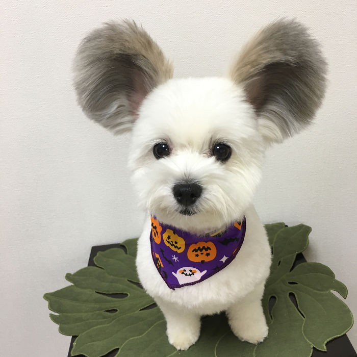 Chú chó có đôi tai tròn xoe như của chuột Mickey gây bão Instagram từ Á sang Âu vì dễ thương hết nấc - Ảnh 1. Chú chó có đôi tai tròn xoe như của chuột Mickey gây bão Instagram từ Á sang Âu vì dễ thương hết nấc - Ảnh 1.