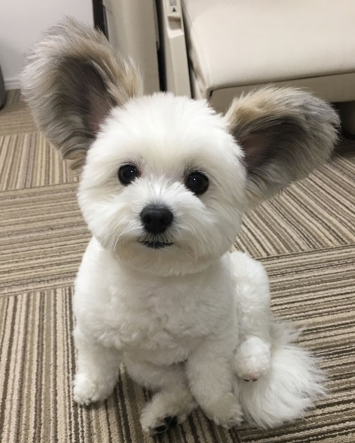 Chú chó có đôi tai tròn xoe như của chuột Mickey gây bão Instagram từ Á sang Âu vì dễ thương hết nấc - Ảnh 2. Chú chó có đôi tai tròn xoe như của chuột Mickey gây bão Instagram từ Á sang Âu vì dễ thương hết nấc - Ảnh 2.