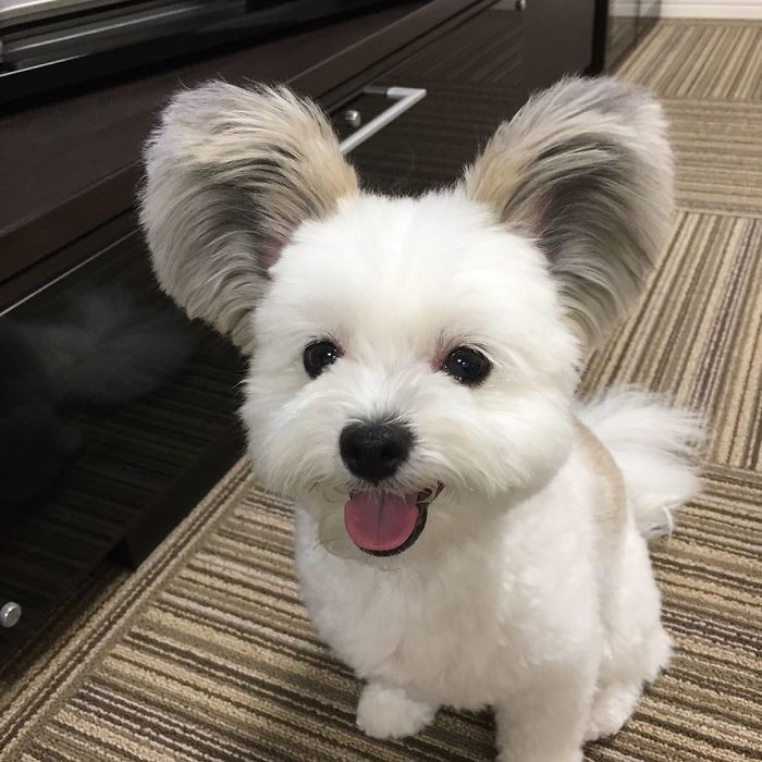Chú chó có đôi tai tròn xoe như của chuột Mickey gây bão Instagram từ Á sang Âu vì dễ thương hết nấc - Ảnh 3. Chú chó có đôi tai tròn xoe như của chuột Mickey gây bão Instagram từ Á sang Âu vì dễ thương hết nấc - Ảnh 3.