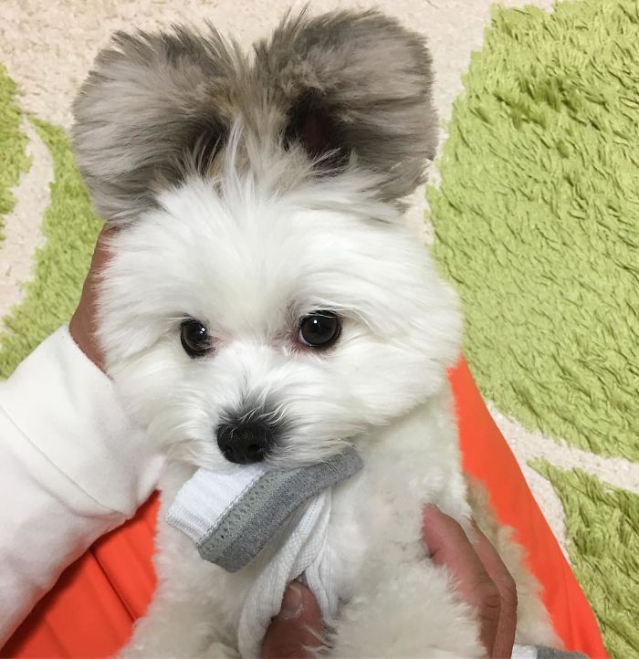 Chú chó có đôi tai tròn xoe như của chuột Mickey gây bão Instagram từ Á sang Âu vì dễ thương hết nấc - Ảnh 4. Chú chó có đôi tai tròn xoe như của chuột Mickey gây bão Instagram từ Á sang Âu vì dễ thương hết nấc - Ảnh 4.