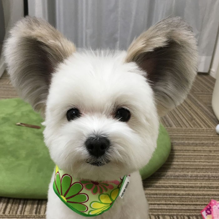 Chú chó có đôi tai tròn xoe như của chuột Mickey gây bão Instagram từ Á sang Âu vì dễ thương hết nấc - Ảnh 5. Chú chó có đôi tai tròn xoe như của chuột Mickey gây bão Instagram từ Á sang Âu vì dễ thương hết nấc - Ảnh 5.
