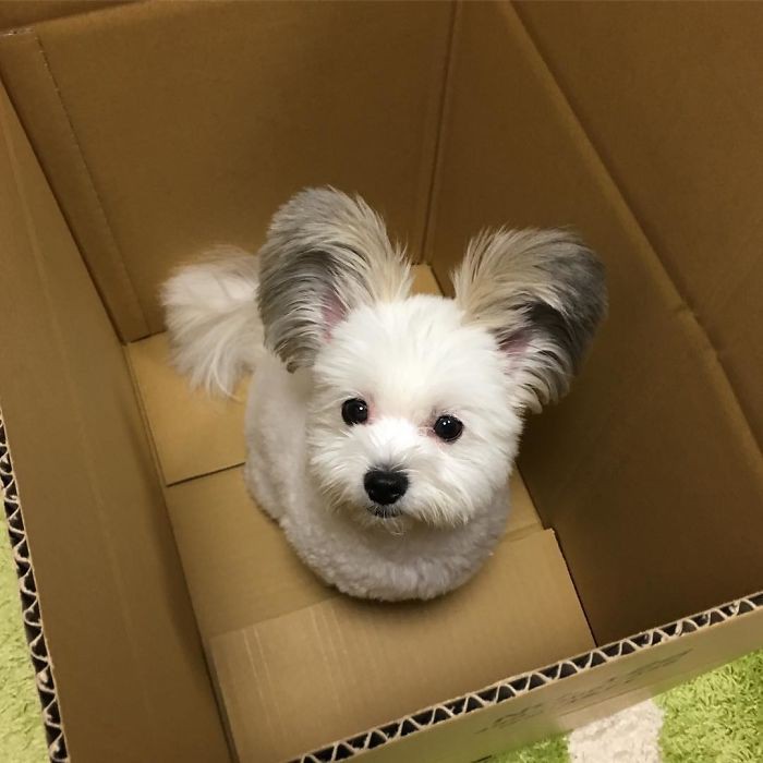 Chú chó có đôi tai tròn xoe như của chuột Mickey gây bão Instagram từ Á sang Âu vì dễ thương hết nấc - Ảnh 6. Chú chó có đôi tai tròn xoe như của chuột Mickey gây bão Instagram từ Á sang Âu vì dễ thương hết nấc - Ảnh 6.