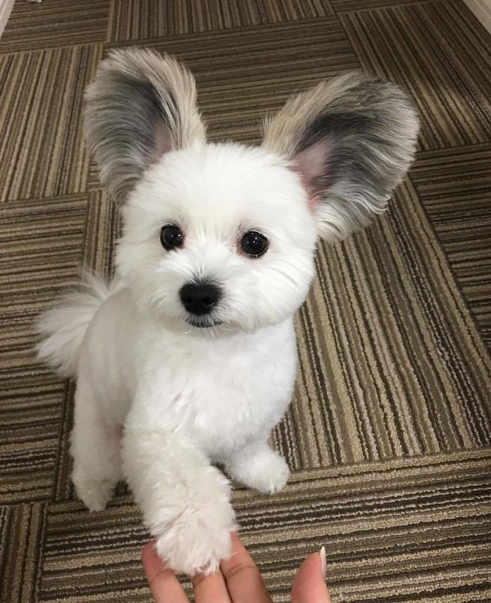 Chú chó có đôi tai tròn xoe như của chuột Mickey gây bão Instagram từ Á sang Âu vì dễ thương hết nấc - Ảnh 7. Chú chó có đôi tai tròn xoe như của chuột Mickey gây bão Instagram từ Á sang Âu vì dễ thương hết nấc - Ảnh 7.
