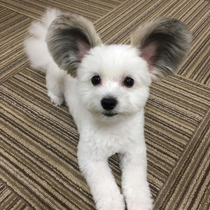 Chú chó có đôi tai tròn xoe như của chuột Mickey gây bão Instagram từ Á sang Âu vì dễ thương hết nấc - Ảnh 8. Chú chó có đôi tai tròn xoe như của chuột Mickey gây bão Instagram từ Á sang Âu vì dễ thương hết nấc - Ảnh 8.
