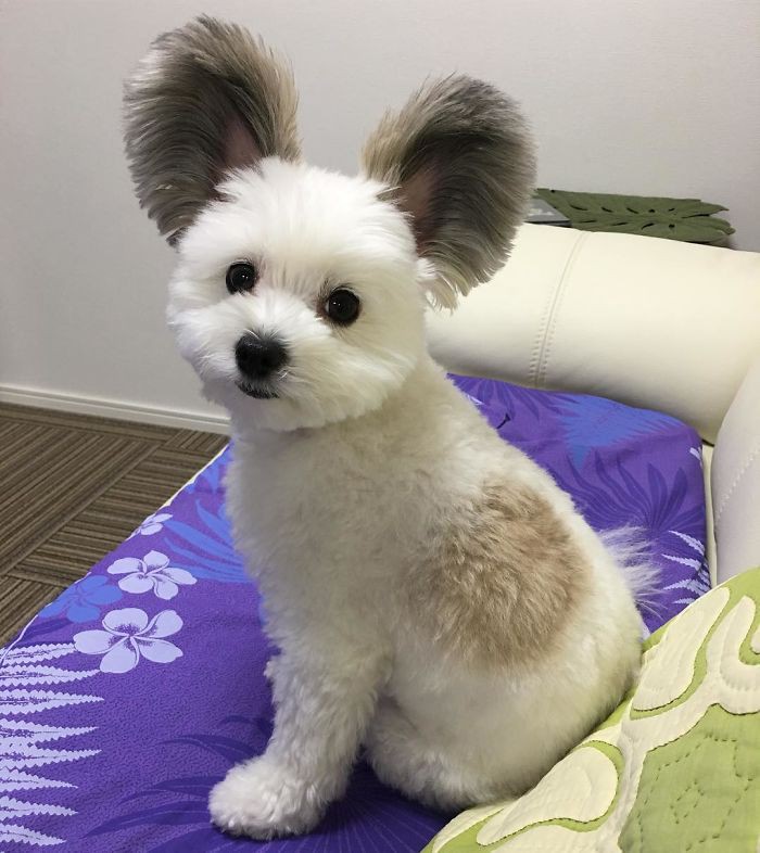 Chú chó có đôi tai tròn xoe như của chuột Mickey gây bão Instagram từ Á sang Âu vì dễ thương hết nấc - Ảnh 9. Chú chó có đôi tai tròn xoe như của chuột Mickey gây bão Instagram từ Á sang Âu vì dễ thương hết nấc - Ảnh 9.
