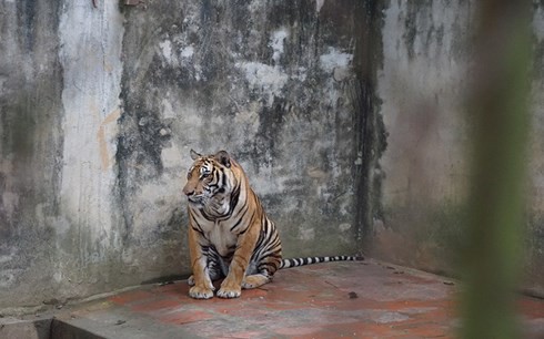 Ông trùm buôn động vật hoang dã dưới vỏ bọc chủ cơ sở bảo tồn hổ - Ảnh 1.