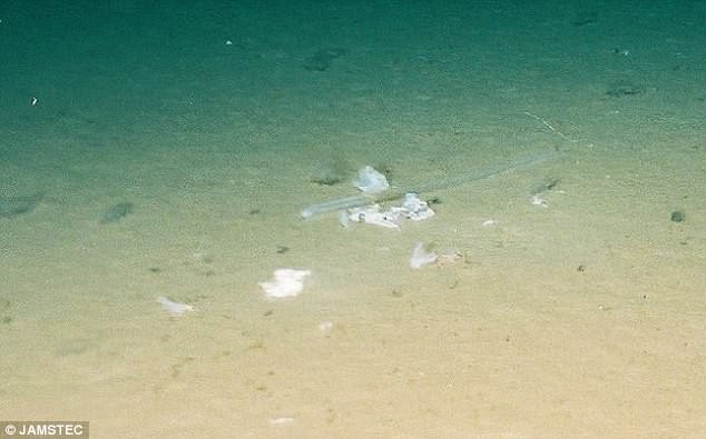 Tìm thấy túi rác nhựa sâu 10.000m dưới đáy biển - kỷ lục vứt rác của loài người là đây - Ảnh 3.