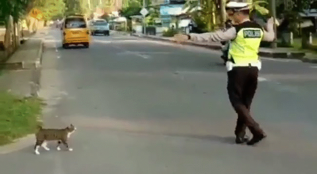 Chú cảnh sát thân thiện của năm: Dang tay che chắn, ân cần dắt mèo nhỏ băng sang đường an toàn - Ảnh 2.