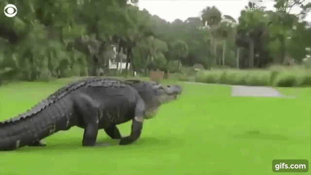 Mỹ: Cá sấu béo núc đi dạo trong sân golf trước sự ngỡ ngàng của gia đình nhà hươu - Ảnh 3.